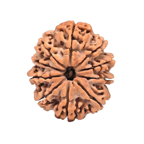 10 Mukhi Rudraksha