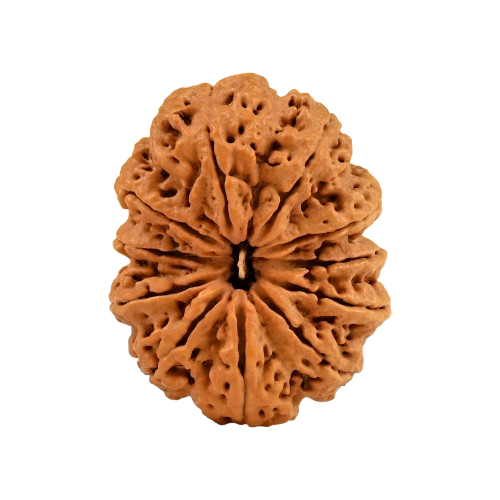 11 Mukhi Rudraksha
