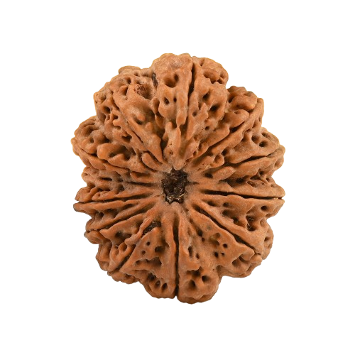 12 Mukhi Rudraksha