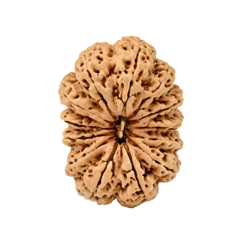 13 Mukhi Rudraksha