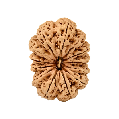 13 Mukhi Rudraksha