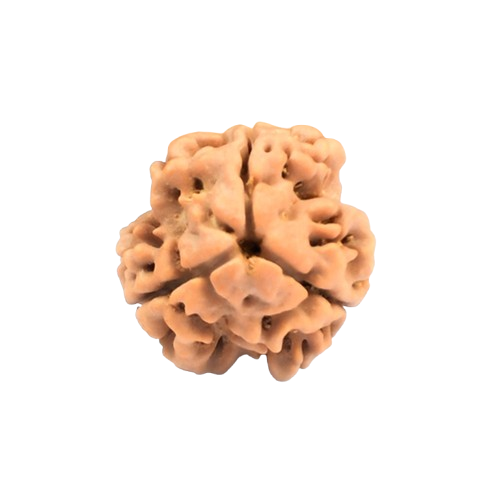 3 Mukhi Rudraksha