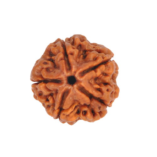 5 Mukhi Rudraksha