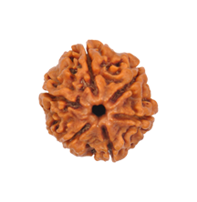 6 Mukhi Rudraksha