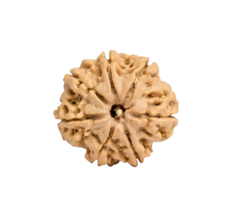 7 Mukhi Rudraksha