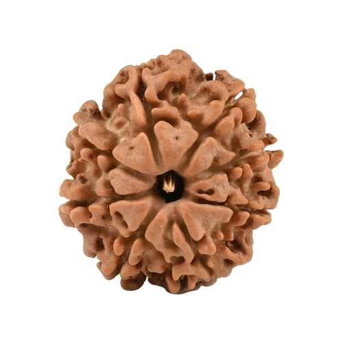 8 Mukhi Rudraksha