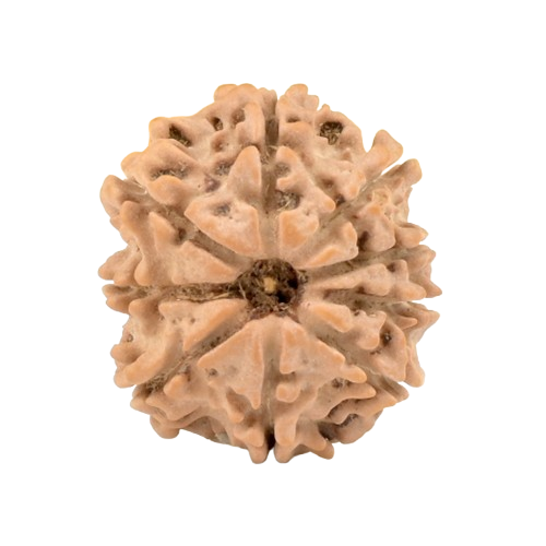 9 Mukhi Rudraksha
