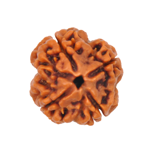 4 Mukhi Rudraksha